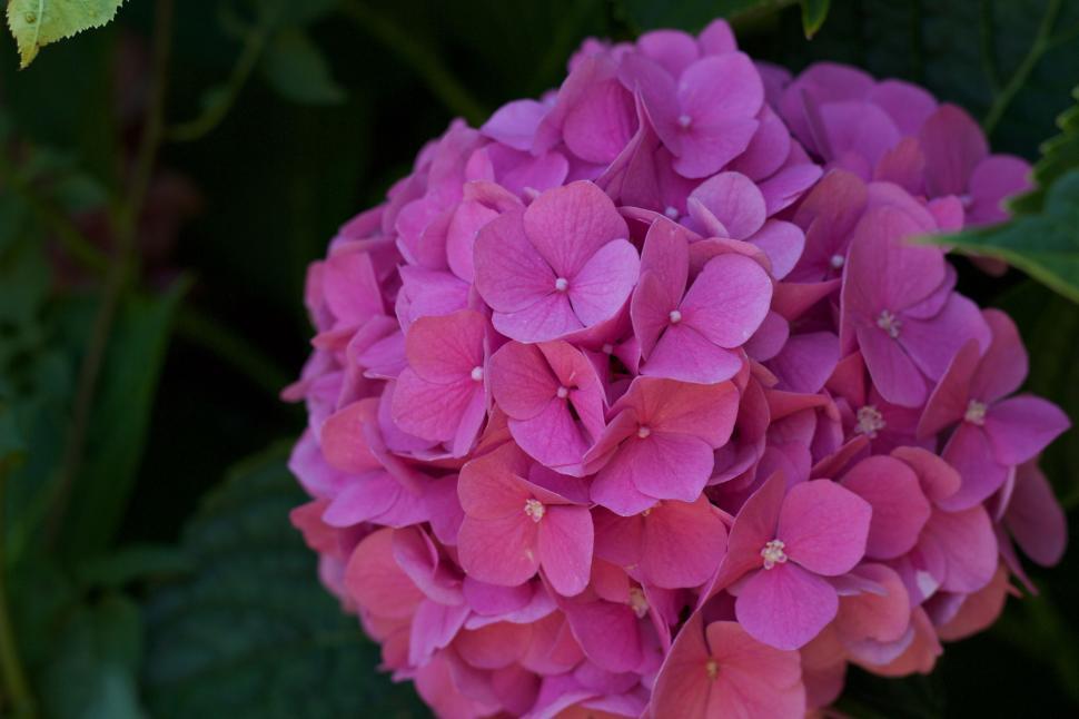 Free Image of Blooming Pink Flowers  