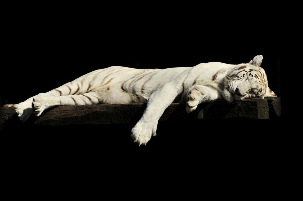Free Image of White Tiger  