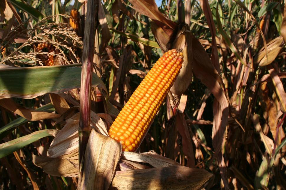 Free Image of Corn on the cob 