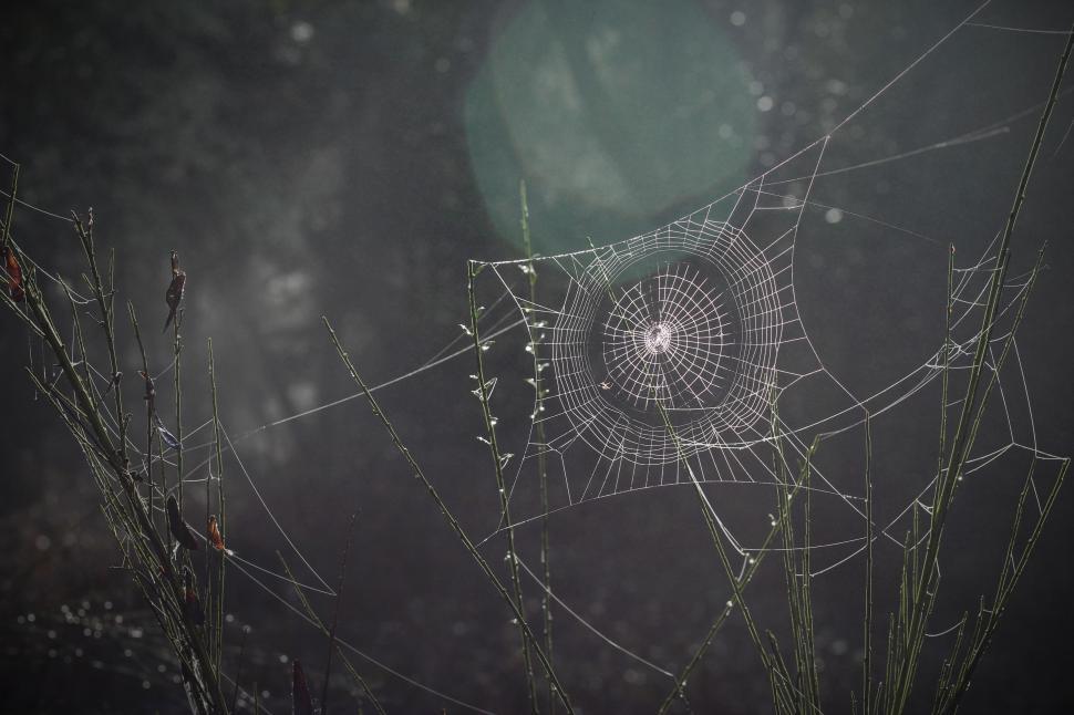 Free Image of Spiderweb  