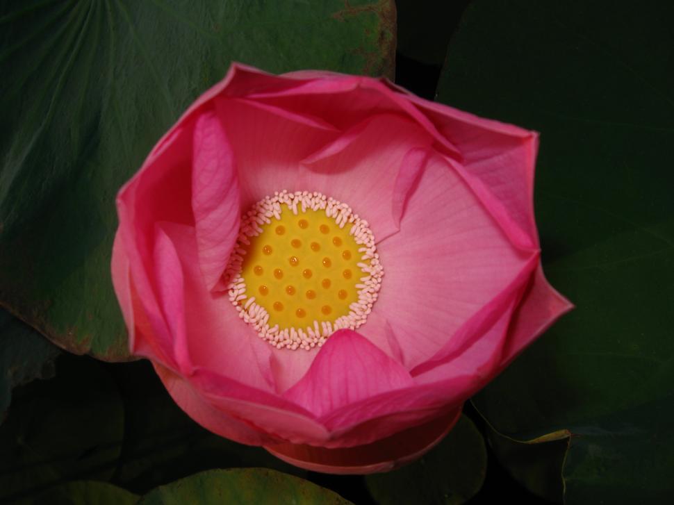 Free Image of Pink Flower With Yellow Center Surrounded by Green Leaves 