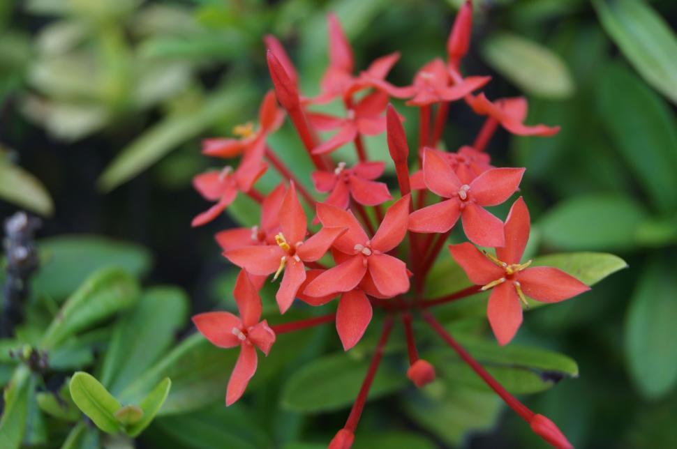Free Image of Red Small Flowers  