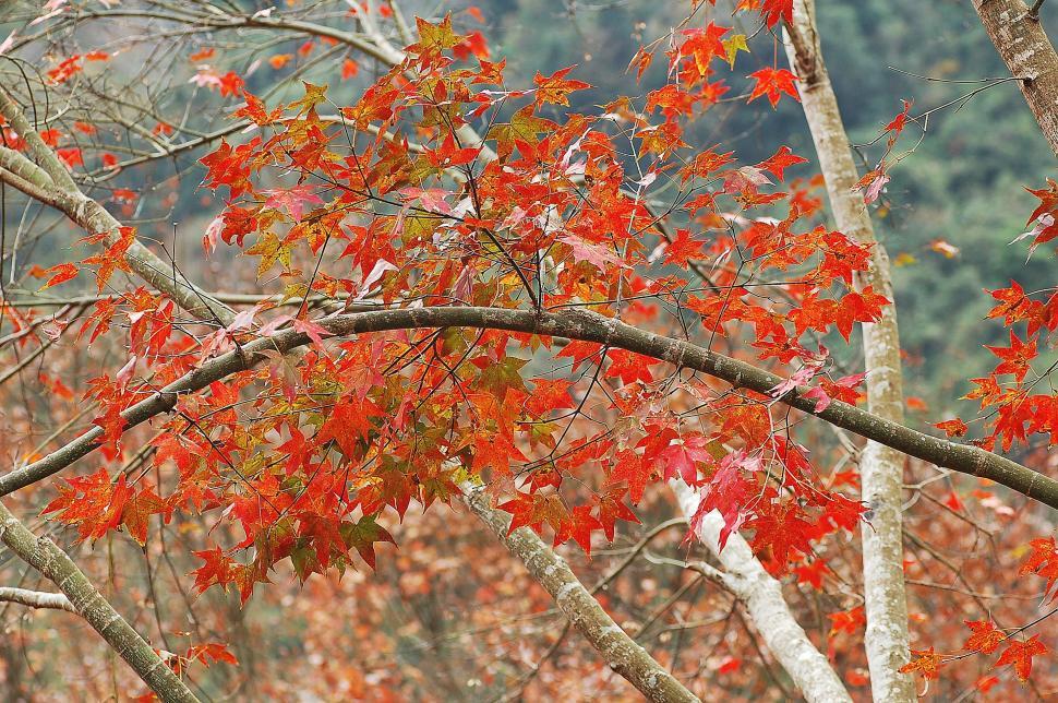 Free Image of Autumn Maple Leaves  