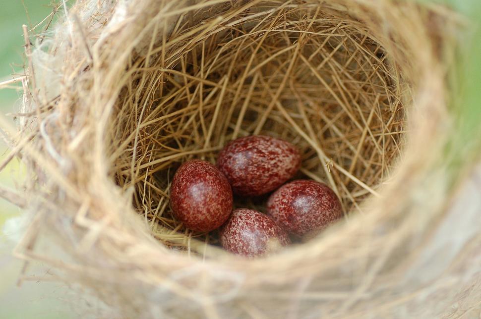 Free Image of Nest and Eggs  