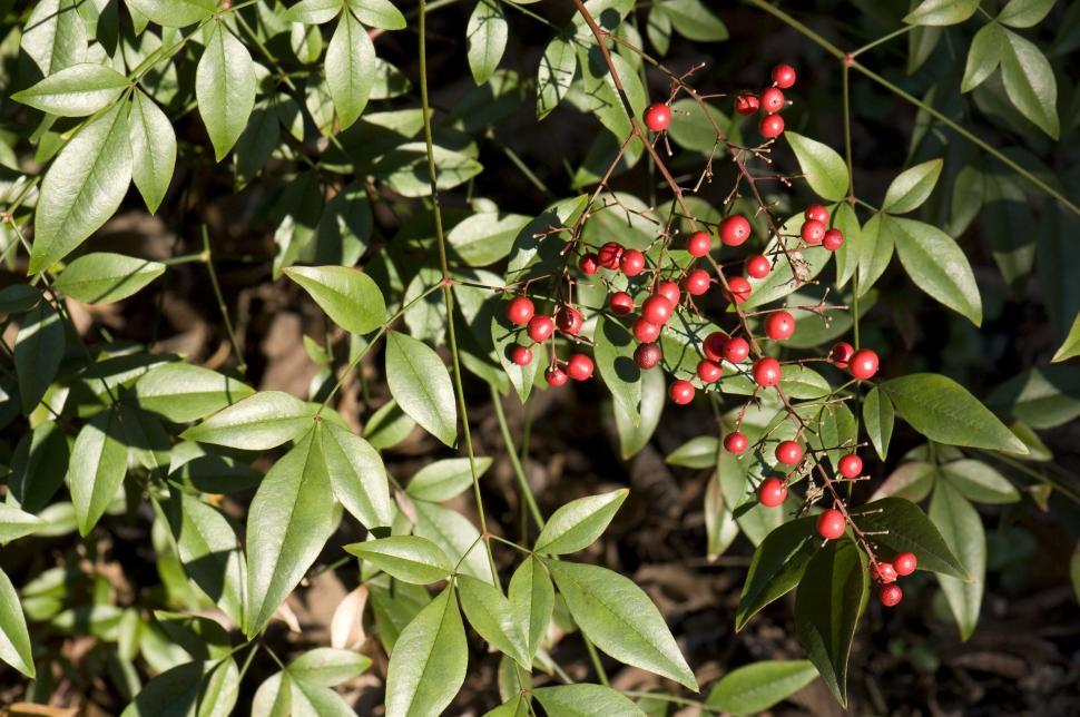 Free Image of Red Berries  