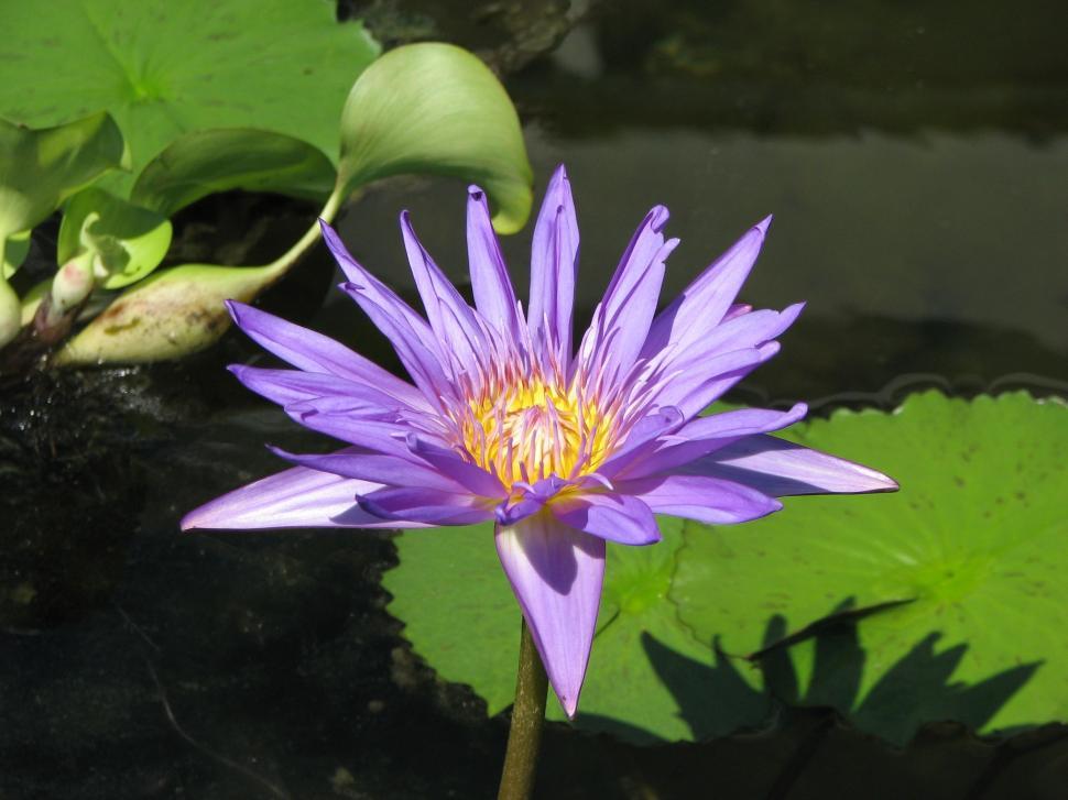 Free Image of Purple Lily Flower 