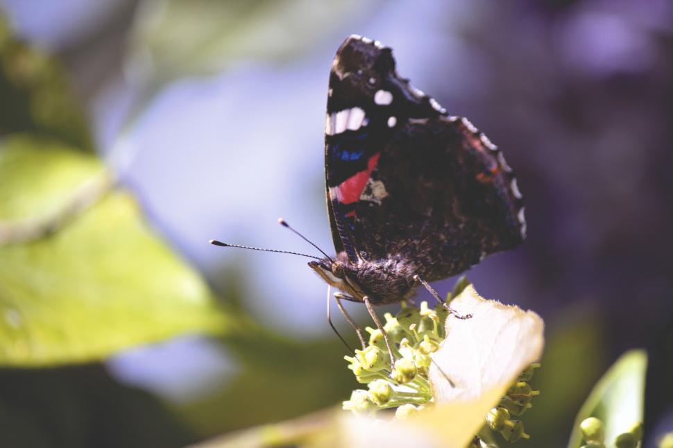Free Image of Black Butterfly  