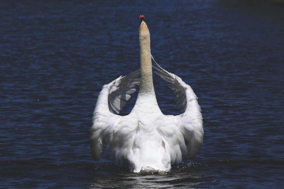 Free Image of Swan With Wings Up 