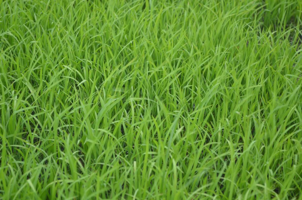 Free Image of Green Grass  