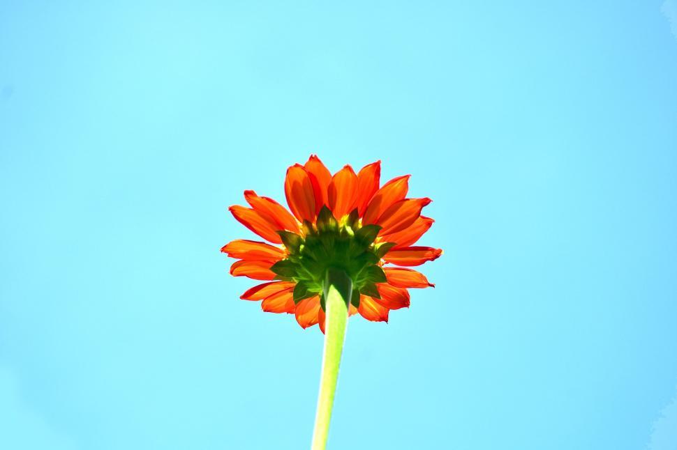 Free Image of Orange Flower with Stem 