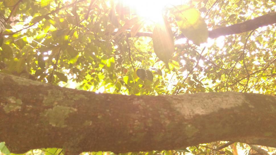Free Image of Sunlight on Tree Trunk 