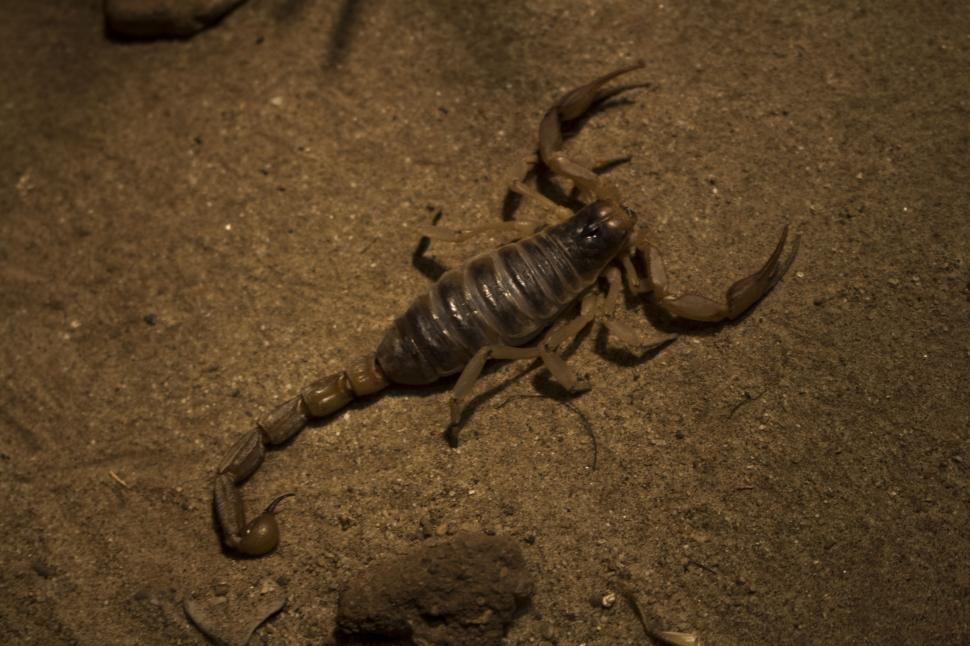 Free Image of Scorpion (insect)  
