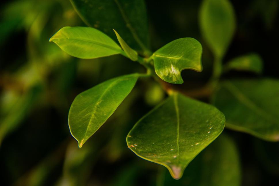 Free Image of Green Leaves  