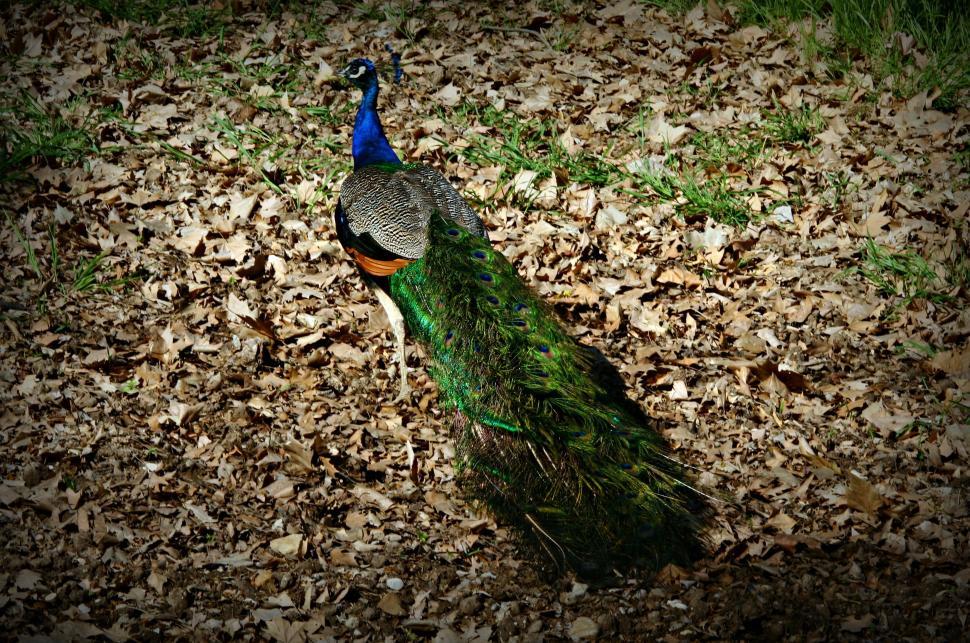 Free Image of One Peacock 