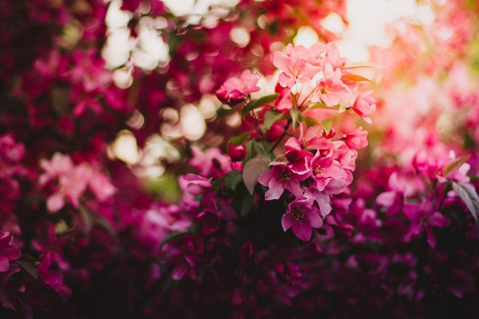 Free Image of Pink Flowers - Blooming  