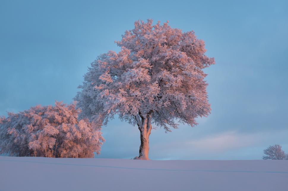 Free Image of Snow Capped Trees  
