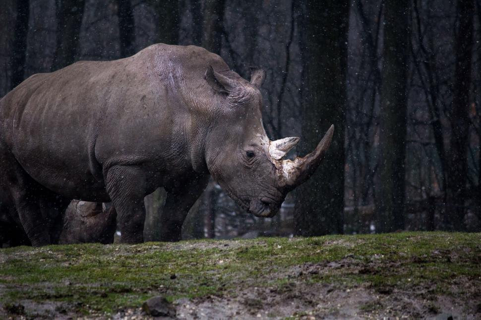 Free Image of One Rhinoceros 