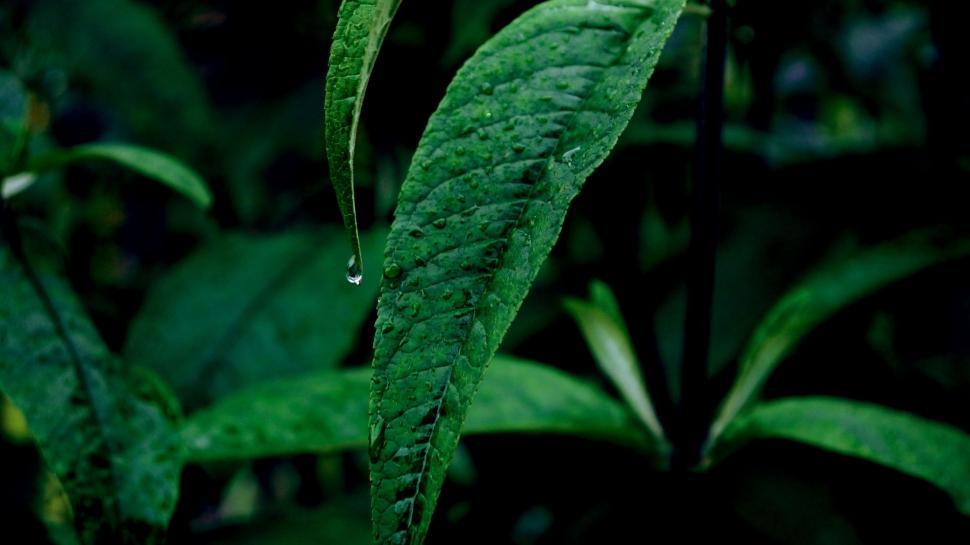 Free Image of Drops on Leaves 