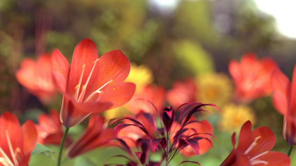 Free Image of Red Flowers  