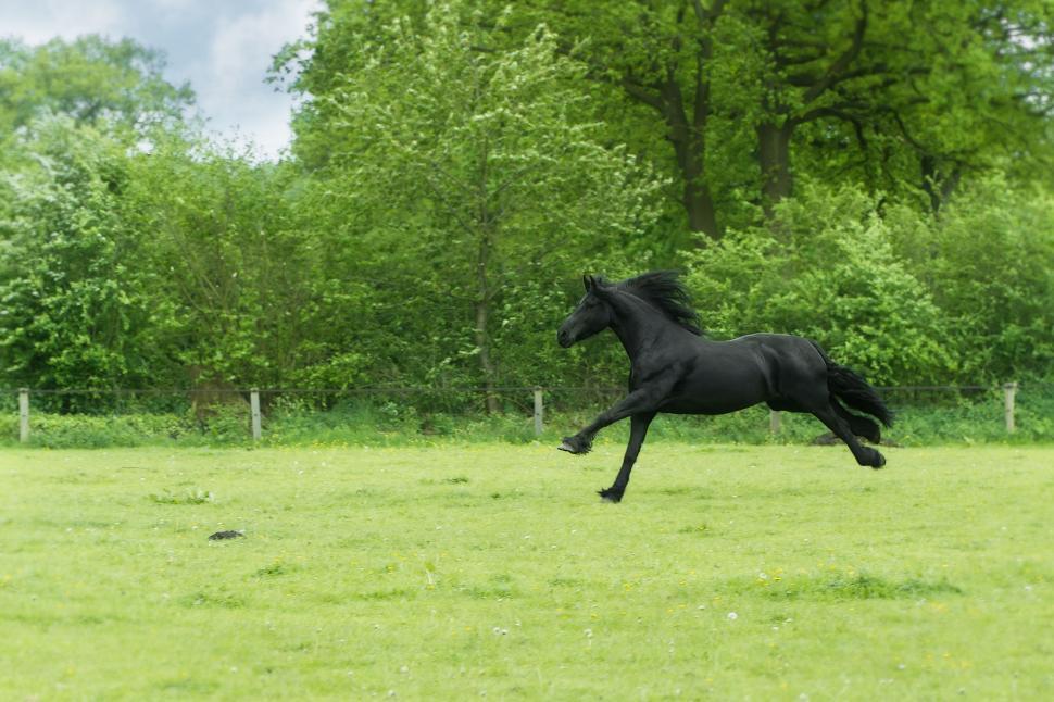 Free Image of Running Black Horse  