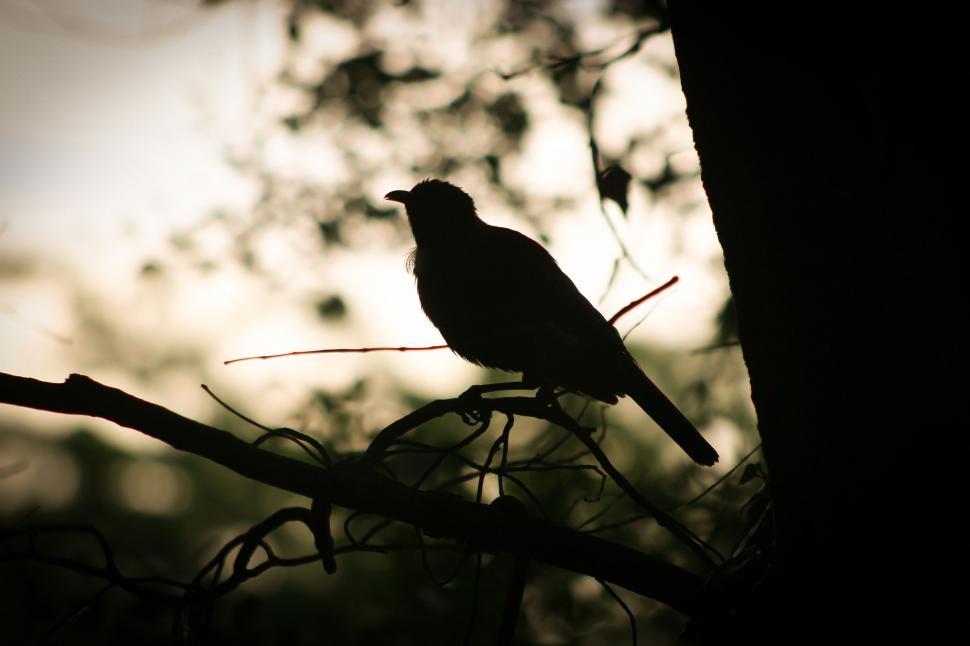 Free Image of Bird silhouette 