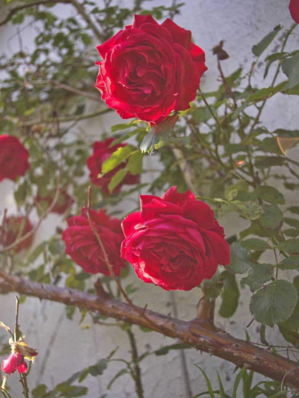 Free Image of Red Roses with stems 