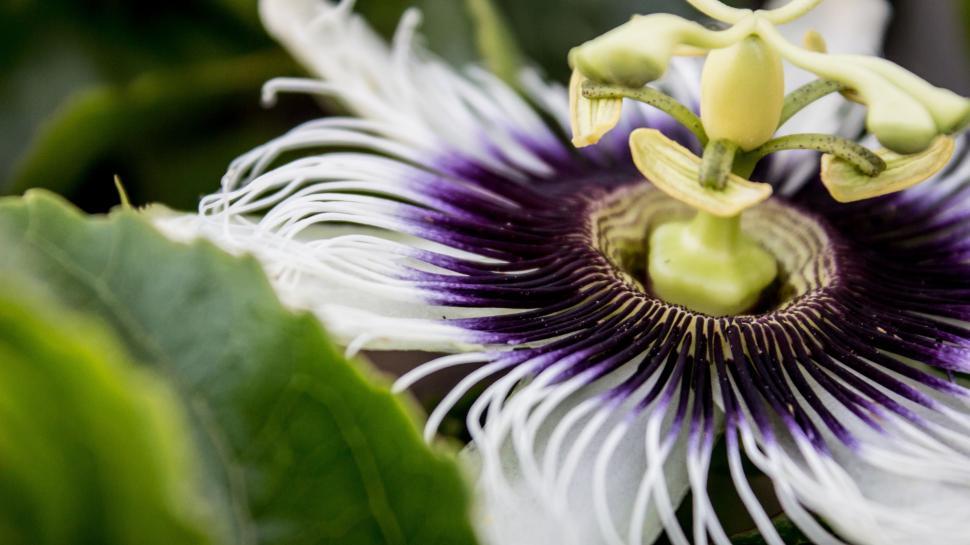 Free Image of Bluecrown Passionflower 