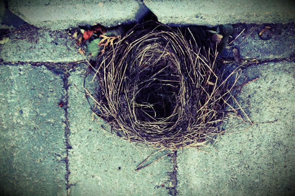 Free Image of Bird Nest  