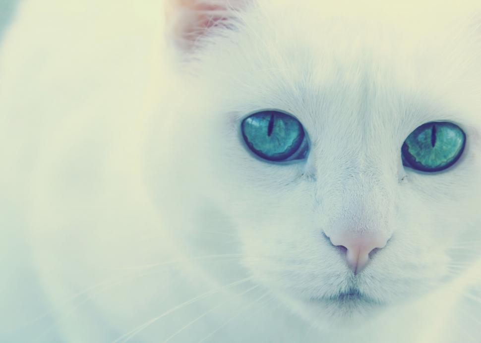 Free Image of Green Eyes of cat  