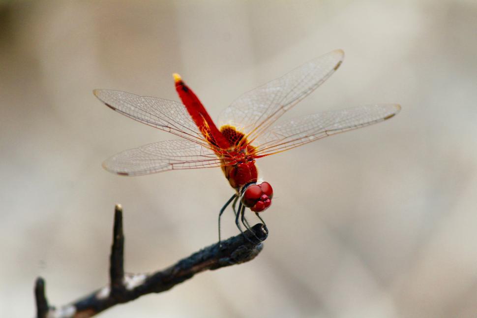 Free Image of Dragonfly (Insect)  