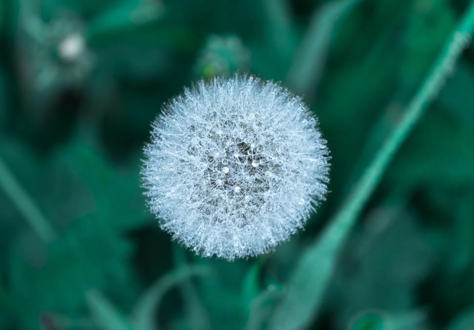 Free Image of White dandelion 