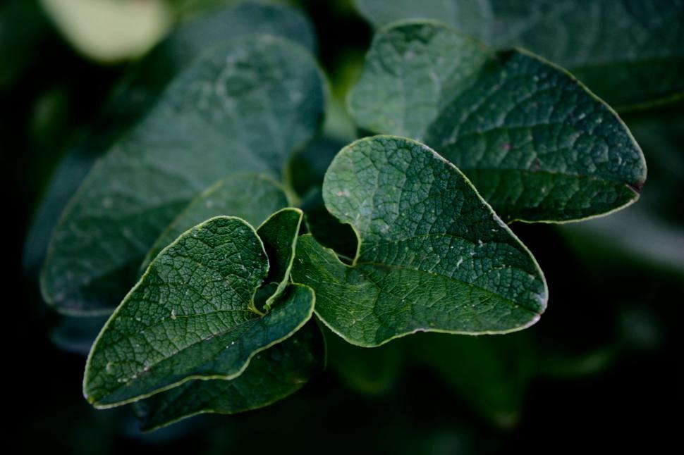 Free Image of Green Leaves  