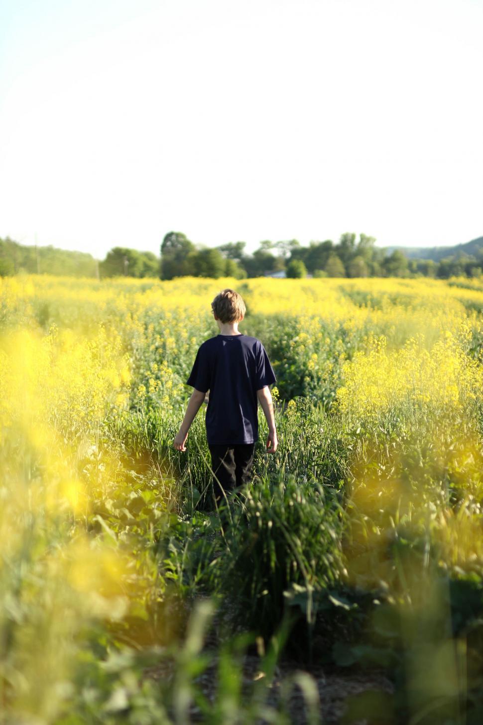 Free Image of Boy in sunflower field  