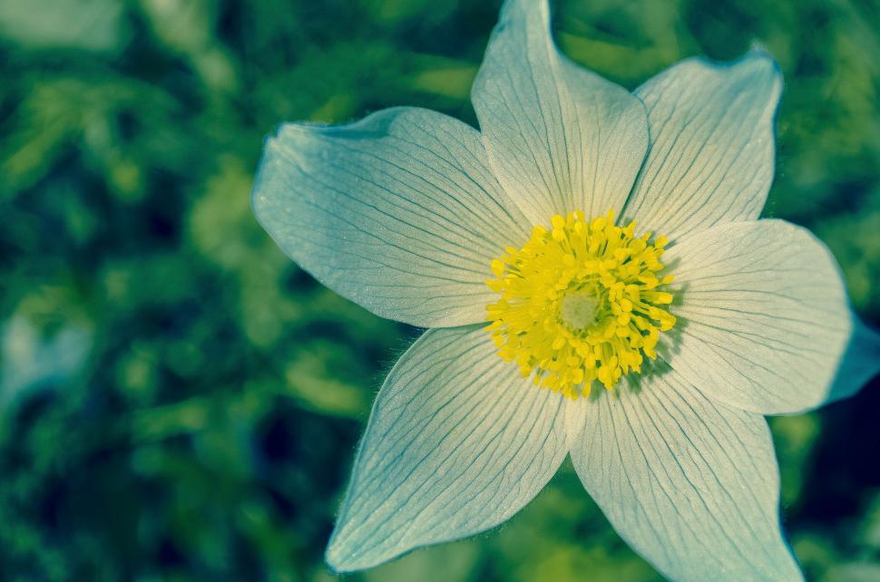Free Image of White Flower with yellow pollen  