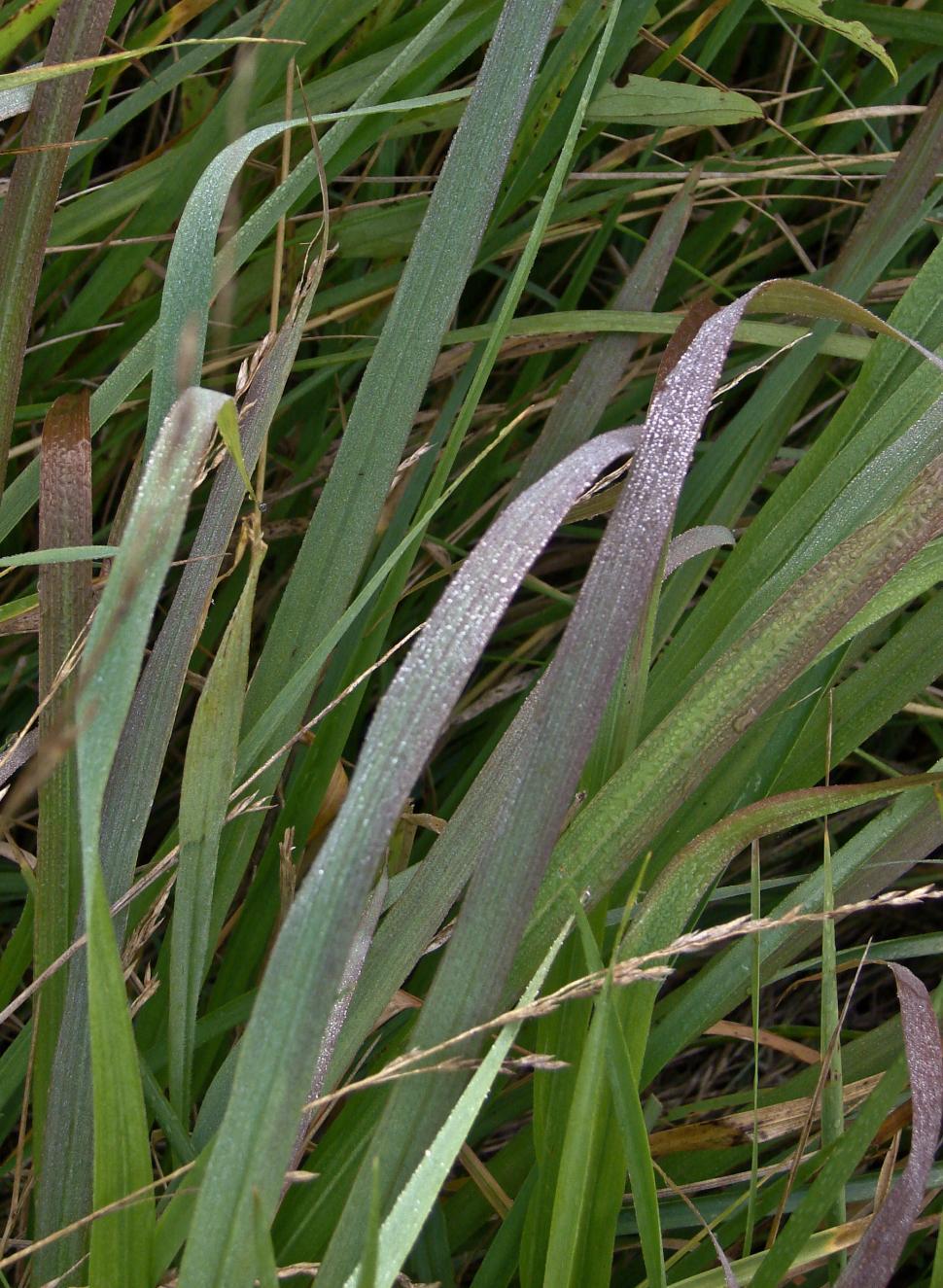 Free Image of Detailed Close-Up of Grass and Leaves 