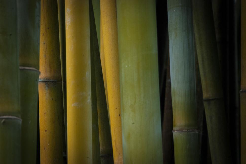 Free Image of Bamboo Plant  