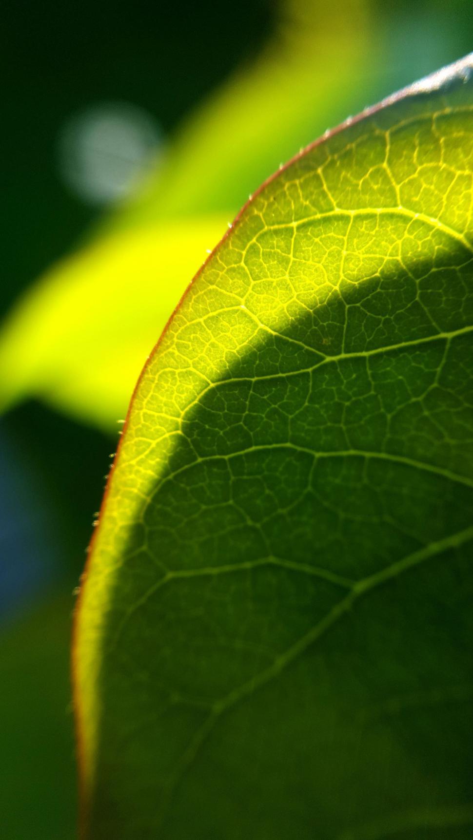 Free Image of Green Leaf Detail  