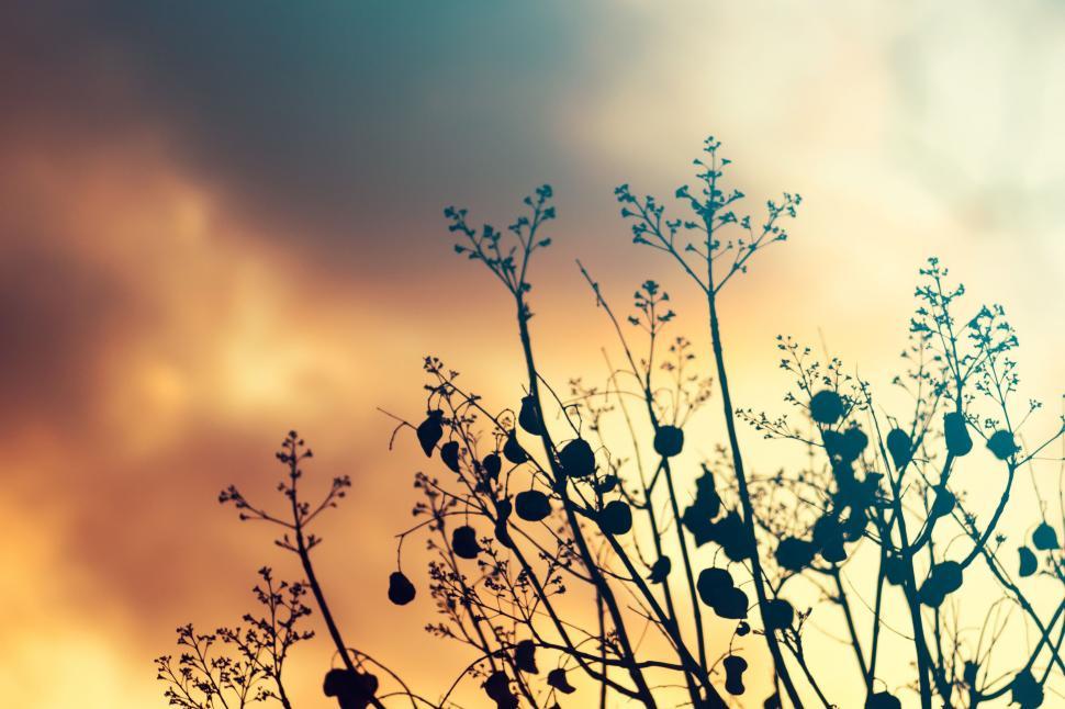 Free Image of Leaves and Golden Sky  