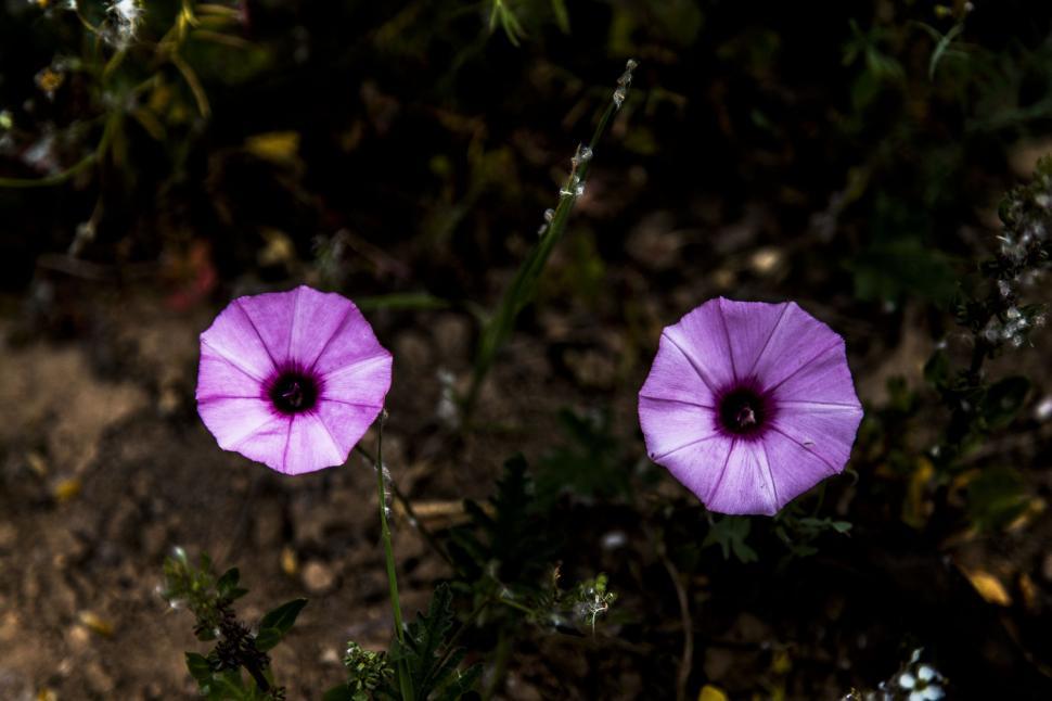 Free Image of Violet flowers 
