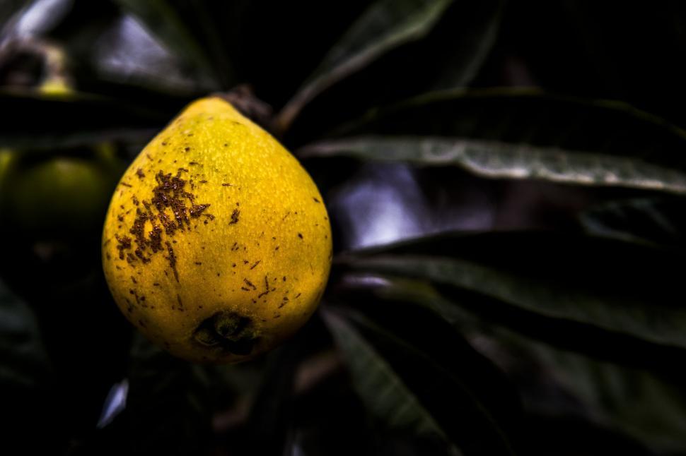Free Image of Growing Pear (Fruit)  