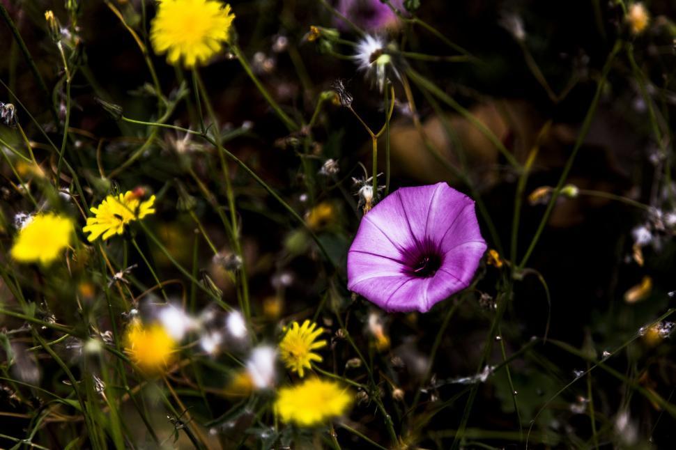 Free Image of Violet Flower  