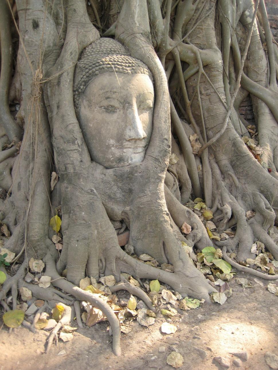 Free Image of Buddha in tree  