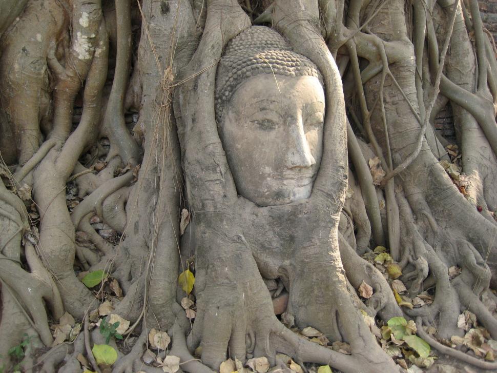 Free Image of Buddha head in tree  
