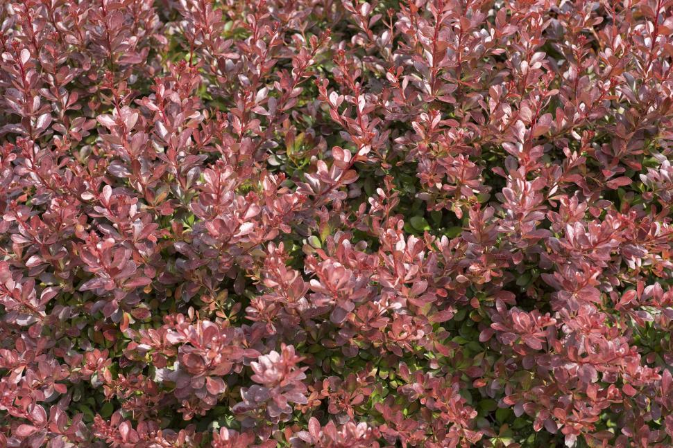 Free Image of Pink Flowers bush  