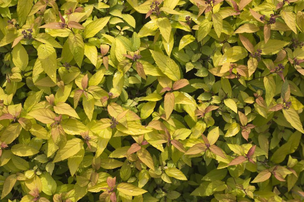 Free Image of Green Leaves - texture  
