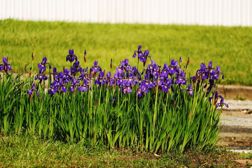 Free Image of Iris Flowers  