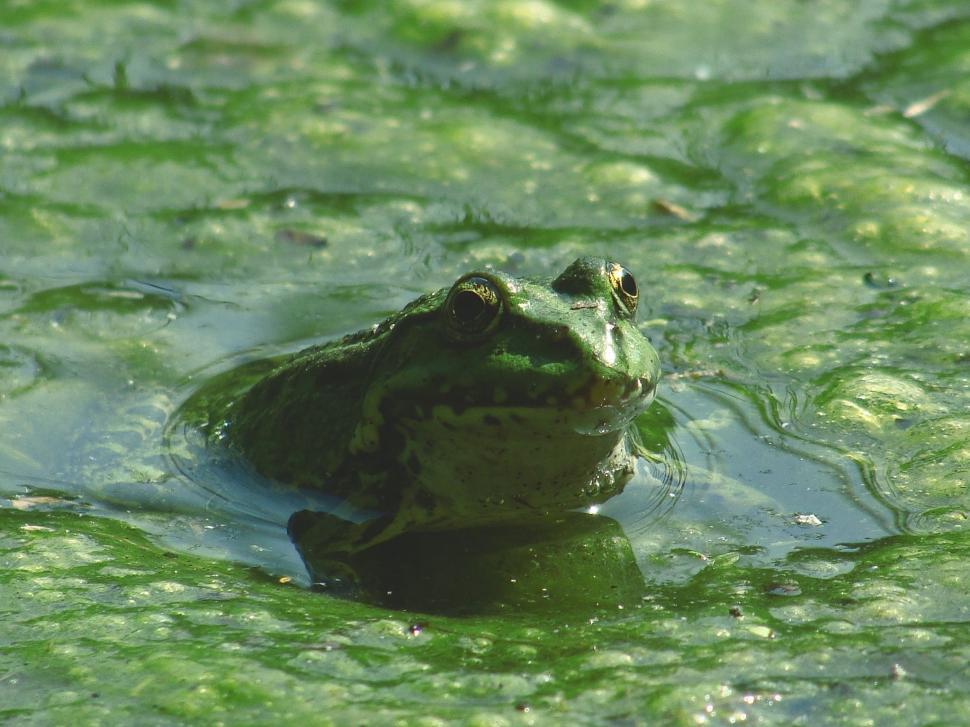 Free Image of Green frog 