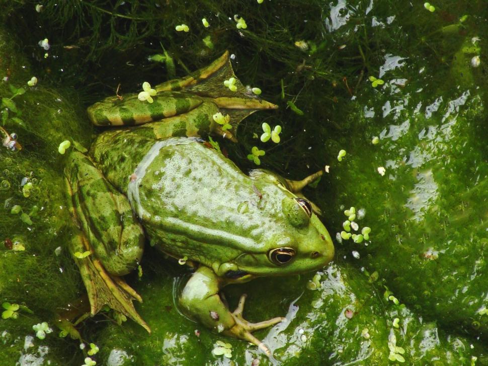 Free Image of Frog (Lithobates clamitans) 