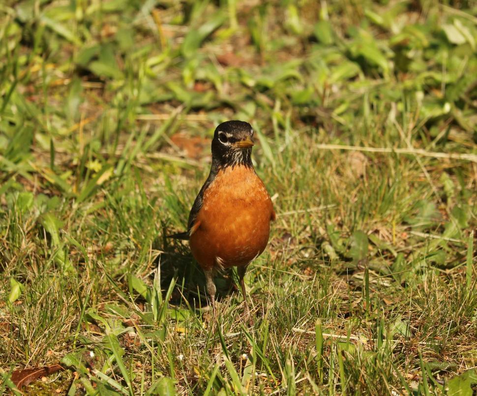 Free Image of American robin (Bird)  