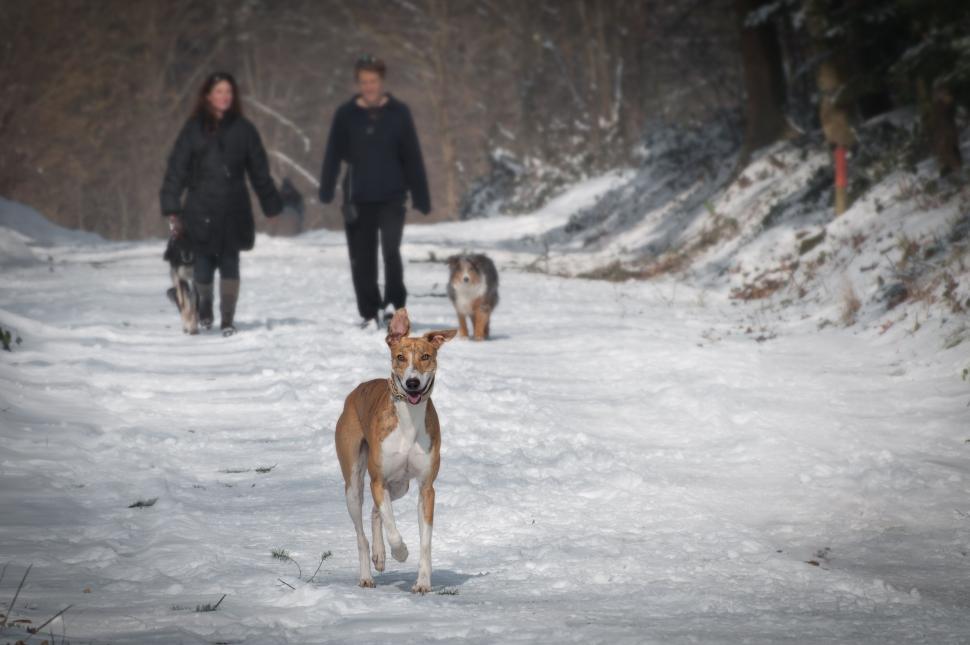 Free Image of Dog walking on snowy road  